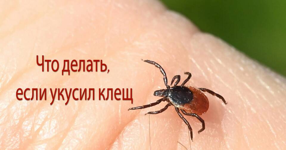 Если утеряна страховка от клеща: что делать