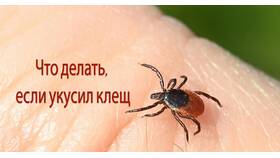 Если утеряна страховка от клеща: что делать в ТехноПоинт