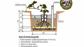 Как посадить виноград весной: пошаговое руководство в ТехноПоинт